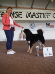 33 Best puppy Nanda Parvati Adalbero Amadeus.jpg